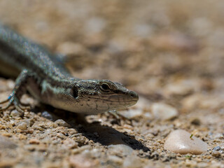 Primer plano de lagartija
