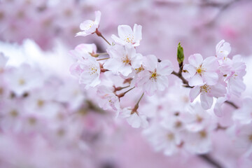 春の日差しに輝く桜　春のイメージ
