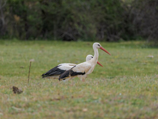 Cigüeñas en el bosque