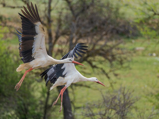 Cigüeñas volando