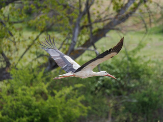 Cigüeñas volando