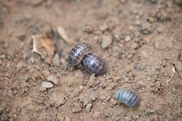 pill bug or sow bug,Armadillidium vulgare on ground.