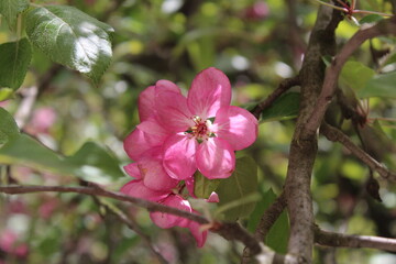 Beautiful apple blossom on  a sun