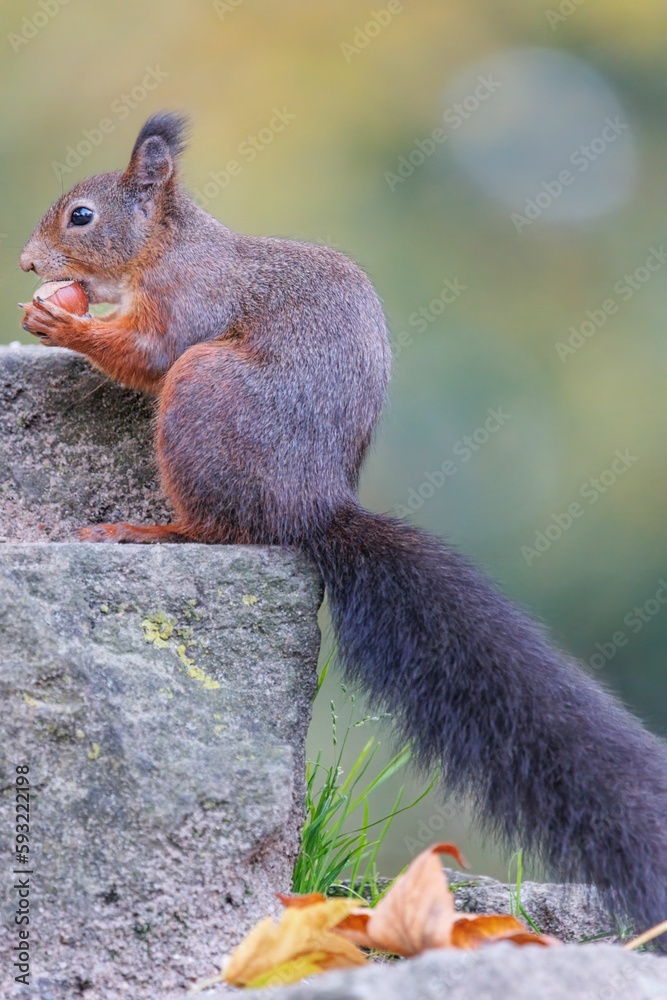 Poster vertical shot of a red squirrel with a black furry tail standing on a stone and eating a nut