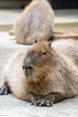 カピバラのポートレート