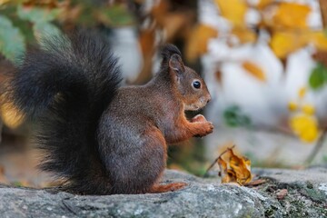 Naklejka na ściany i meble Closeup shot of a red squirrel with a black furry tail sitting on a stone and holding a nut