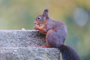 Closeup shot of a red squirrel in the process of eating a nut on an isolated background