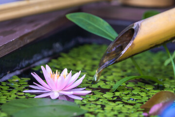 和風ビオトープに浮かぶ睡蓮の花