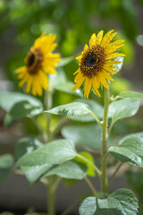 ひまわりの花　夏のイメージ