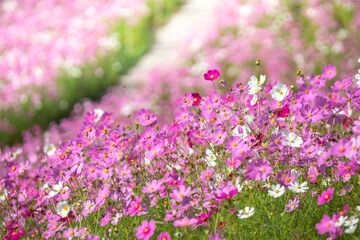Obraz premium コスモスの花 秋のイメージ