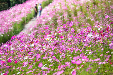コスモスの花　秋のイメージ