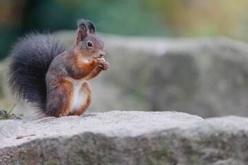 Naklejka na ściany i meble Red squirrel eating nuts on a rock.