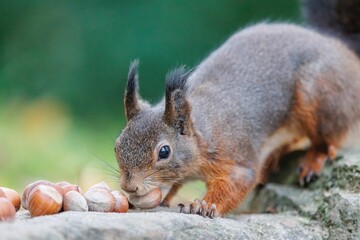 Closeup shot of a red squirrel eating nuts.