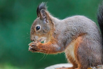 Naklejka na ściany i meble Closeup shot of a red squirrel eating nuts.