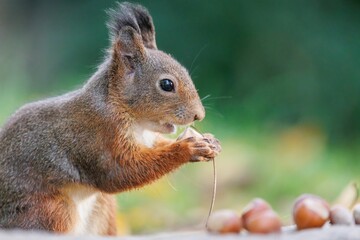 Closeup shot of a red squirrel eating nuts.