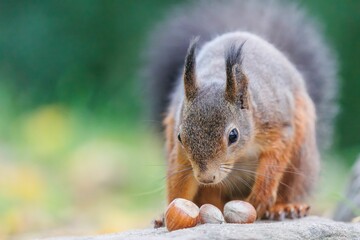 Closeup shot of a red squirrel eating nuts.