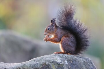 Red squirrel eating nuts on a rock.