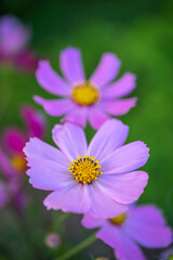 Obraz premium コスモスの花 秋のイメージ