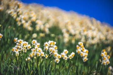 水仙の花　初春のイメージ