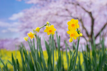 Fototapeta premium 水仙の花 初春のイメージ