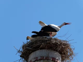 Fotobehang Europese plekken Störche im Nest auf Kamin