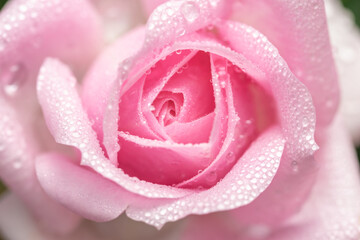 バラの花びらと水滴