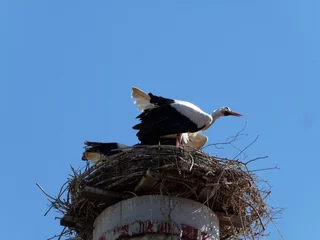 Foto op Plexiglas Europese plekken Störche im Nest auf Kamin