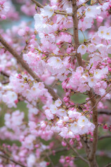 春の日差しに輝く桜の花　春のイメージ