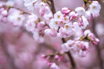 春の日差しに輝く桜の花　春のイメージ