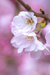 Naklejka na ściany i meble 春の日差しに輝く桜の花　春のイメージ