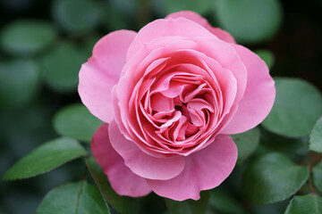 バラの花　屋外撮影
