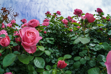 バラの花　屋外撮影