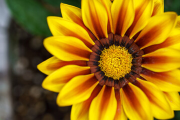 ガザニアの花　春のイメージ