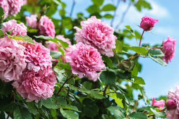 バラの花　屋外撮影