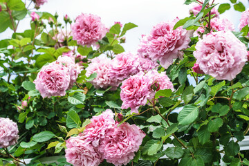 バラの花　屋外撮影