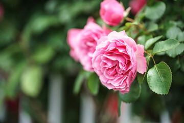 バラの花　屋外撮影