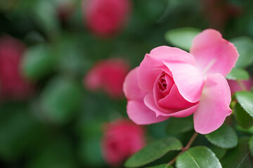 バラの花　屋外撮影