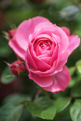 バラの花　屋外撮影