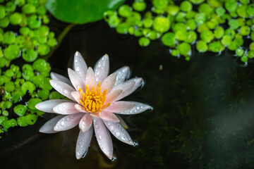 和風ビオトープに浮かぶ睡蓮の花