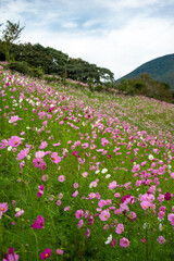 コスモス畑　秋のイメージ