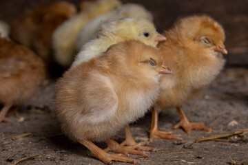 Little chickens at a poultry farm.