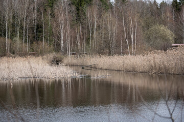 spring landscape with a lake and reflection of trees in the water on a sunny day