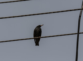 beautiful bird in the spring against the blue sky in search of food
