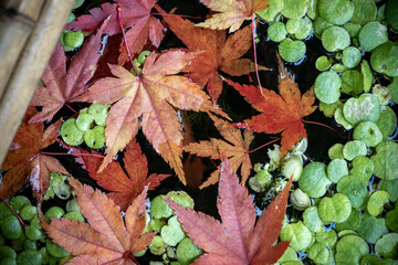 つくばいと落ち葉　秋の和風イメージ