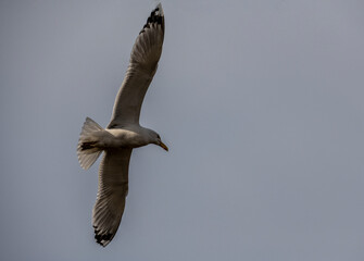 beautiful bird in the spring against the blue sky in search of food