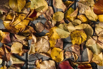 Top view of dry fallen yellow leaves on a rock during autumn