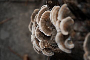 Closeup high angle shot of a tall tree branch covered with mushrooms in a forest