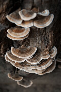 Vertical Closeup Shot Of A Tall Tree Branch Covered With Mushrooms In A Forest