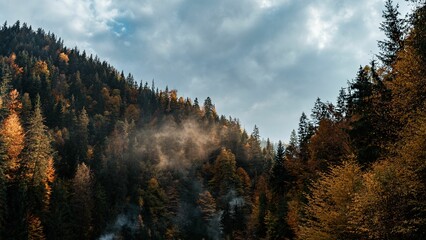Scenic shot of colorful alpine trees on a mountain on a sunny day