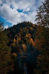Fototapeta premium Vertical shot of colorful alpine trees on a mountain on a sunny day